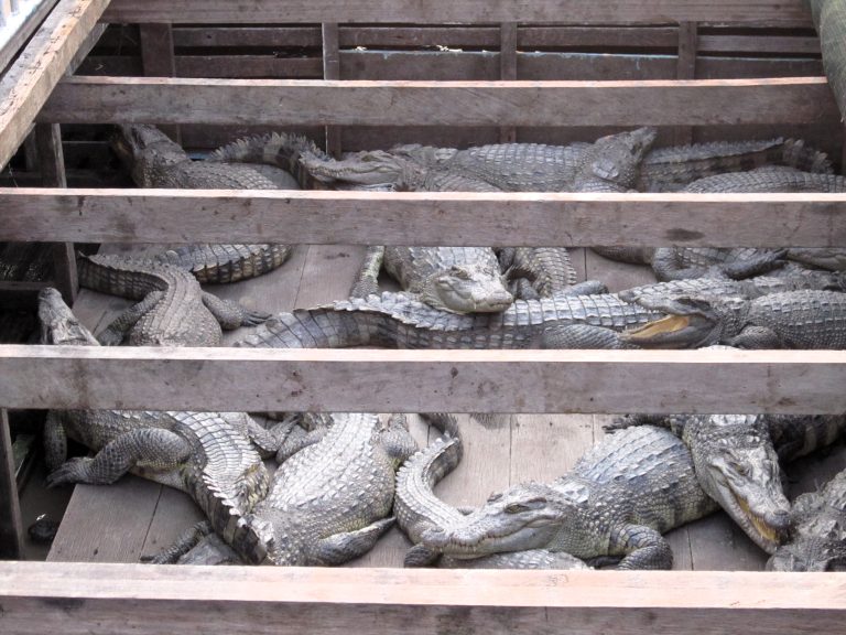 Crocs! Was wandering around the planks above these guys and was bemused as to why there were a bunch of life-sized plastic crocodiles beneath my feet. Turns out, they weren't plastic at all...