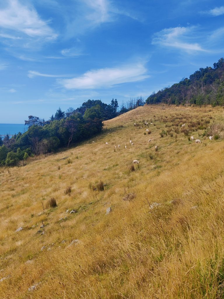 SHEEP!, Nelson