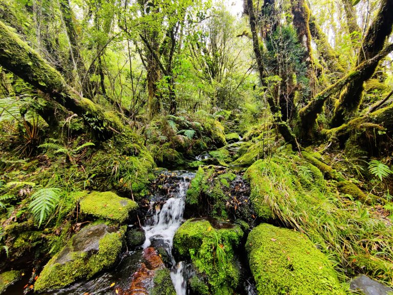 Roberts Point Track, Franz Josef