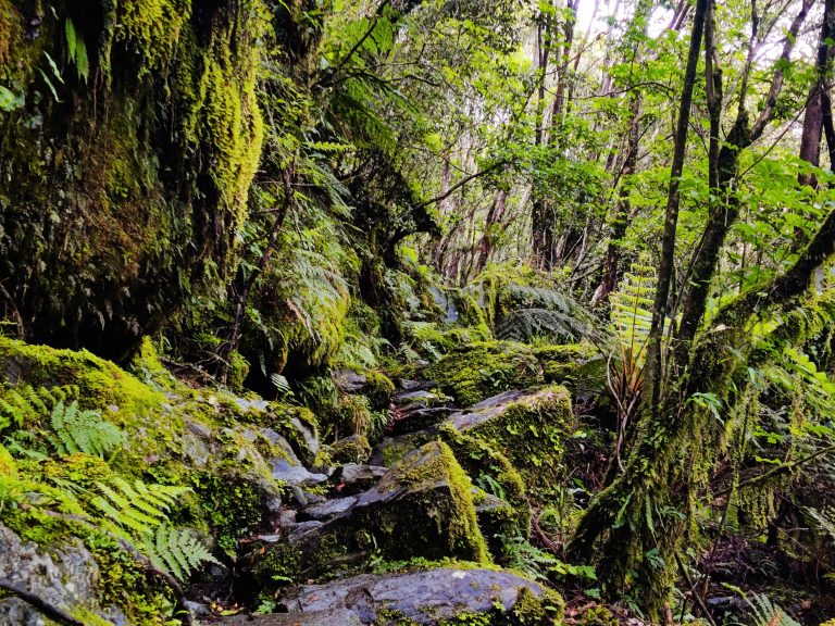 Roberts Point Track