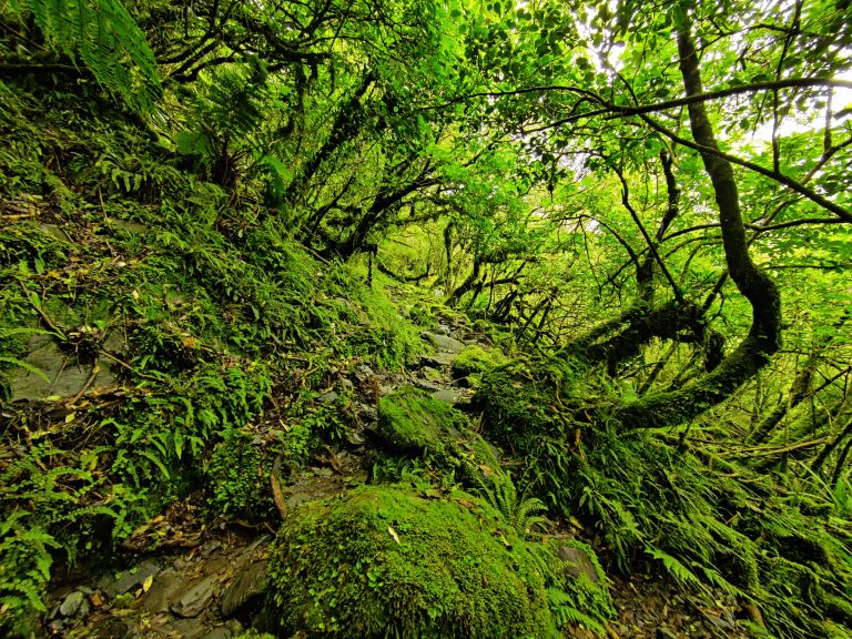 Roberts Point Track