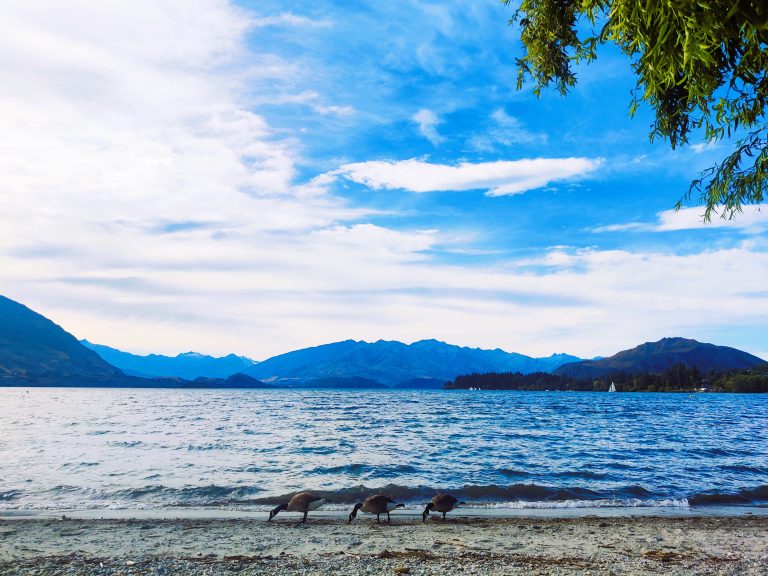 Geese of Lake Wanaka