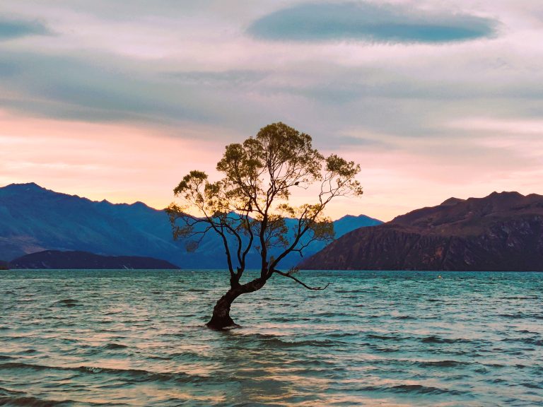 Wanaka Tree at Sunset