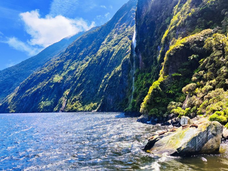 SEALS! @ Milford Sound