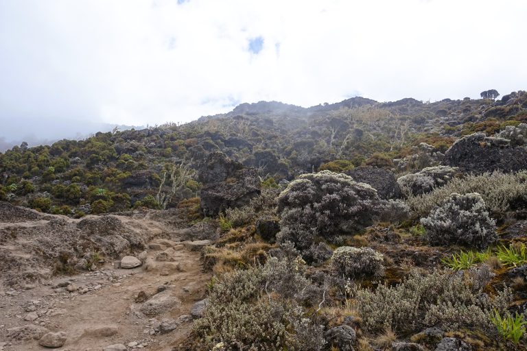 Changing vegetation