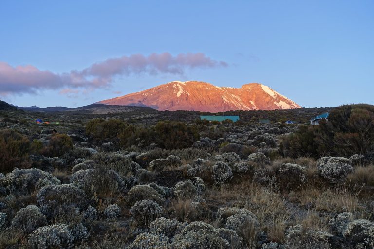 A clear shot of Uhuru Peak aka our final destination. Notice the frost on the vegetation which made it unfeasible to spend too much time out of the tent.
