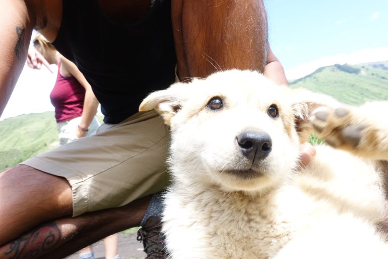 Met the cutest puppy ever on our way back into the national park; the most playful and loving little soul who very nearly ended up pup-napped by me after he showered me with kisses and following me around everywhere. I still miss him. :(