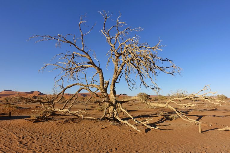 Most of the images that I had in my head of Namibia were from Sossusvlei. It was absolutely necessary for me to be here, and it did not disappoint.