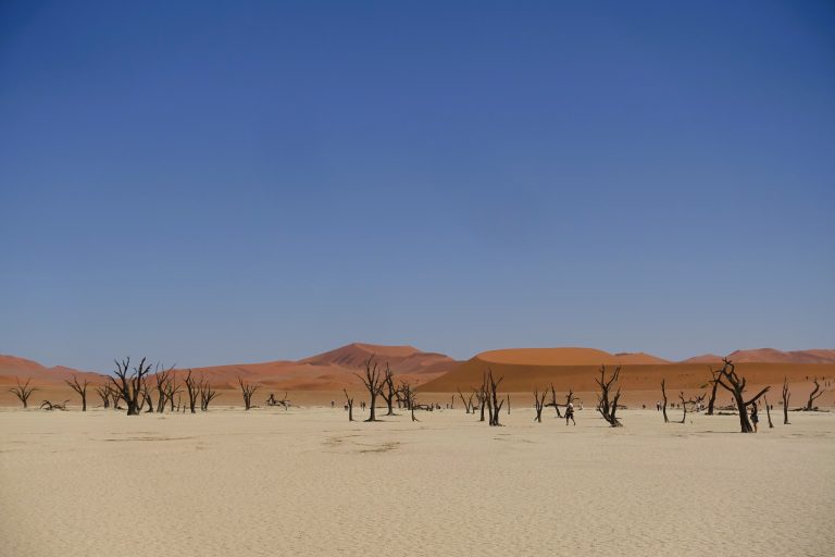 Back to those trees from two pics ago. Here's a closer look.

Yeah, you thought the dunes were insane, but they're not even the most insane part of this landscape.