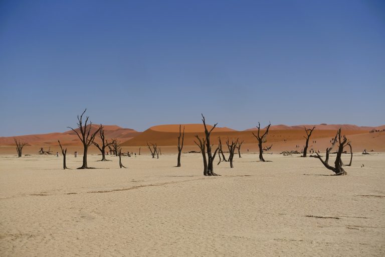 from wiki again: "Deadvlei is another clay pan, about 2 km from Sossusvlei. A notable feature of Deadvlei is that it used to be an oasis with several acacia trees; afterwards, the river that watered the oasis changed its course. The pan is thus punctuated by blackened, dead acacia trees, in vivid contrast to the shiny white of the salty floor of the pan and the intense orange of the dunes. This creates a particularly fascinating and surrealistic landscape, that appears in innumerable pictures and has been used as a setting for films and videos."