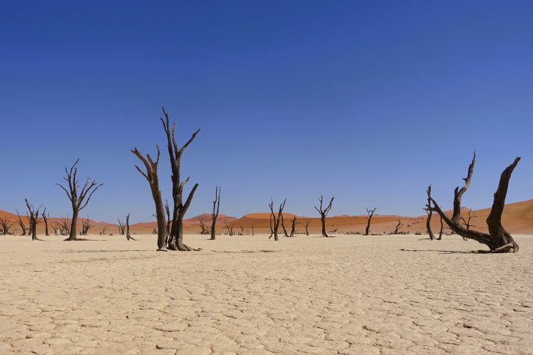 You have to pinch yourself to remind yourself that this is reality, because the entire place just feels like one totally absurd surrealist fantasy and you're like how the fuck can I possibly be walking around in this and how the fuck can stuff like this possibly even exist on our planet what