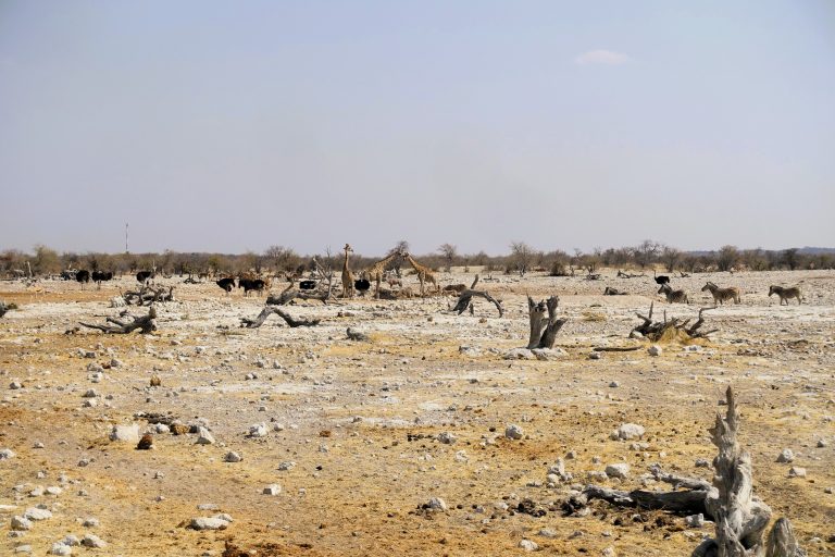 After beginning my African adventure with an epic safari in Masai Mara, I'd passed up opportunities to do the same in Zimbabwe, Zambia, and Botswana, so by the time I reached Namibia I was itching to spend lengthy amounts of time with animal friends once more. Etosha National Park provided the perfect opportunity to do so - home to a giant salt pan and several species of animals that cluster around its numerous waterholes and, at over 20,000 sq km in size, one of the largest national parks on the continent. Here's one of the aforementioned waterholes, populated by numerous giraffes, zebras, and ostriches.