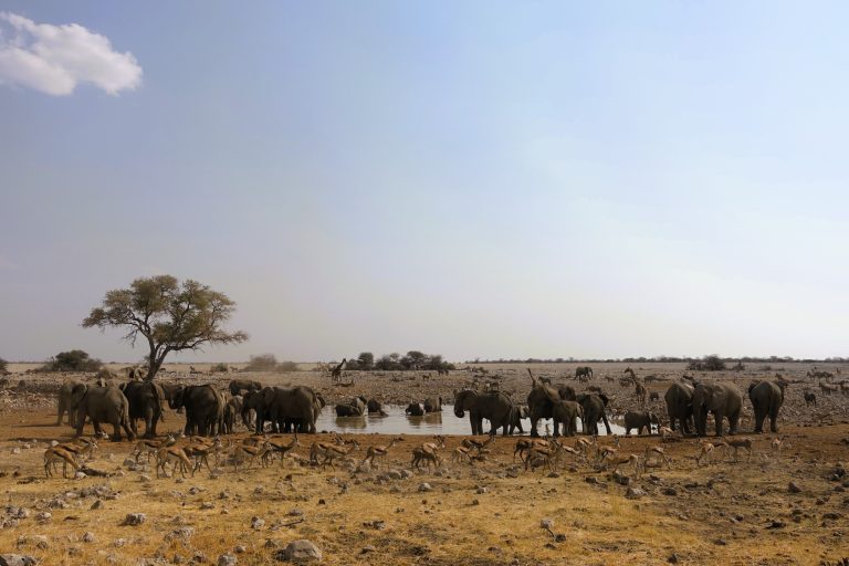And here's another one featuring a herd of elephants who were throwing their weight around like assholes! I will always love elephants, but I'm quite sure they were deliberately bullying the poor springboks you can see in the foreground here in order to get as much water as possible for themselves! There was even a baby elephant (considerably larger than the springboks) who was stomping and stamping and displaying his authority over them! Poor things.