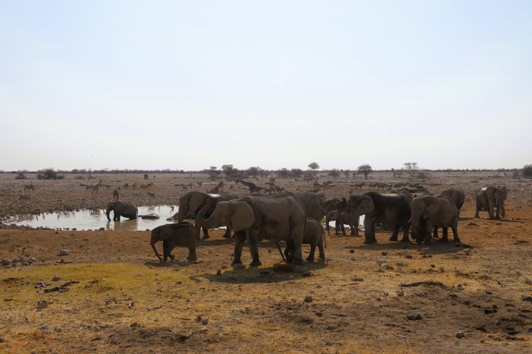 A closer look at those moody elephants.