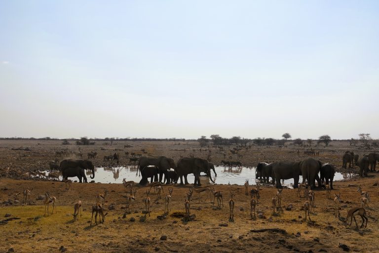 Is there ever such a thing as too many elephant pics? Nope.