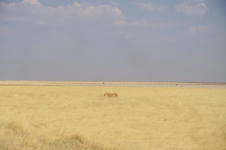 We were lucky to see many, many lions (sadly no leopards, though, which is a shame as they're meant to be quite common in this park). Most of my photos are shit because I was hindered by the limitations of the vehicle I was in, but I like this one of a lioness in the golden grass.