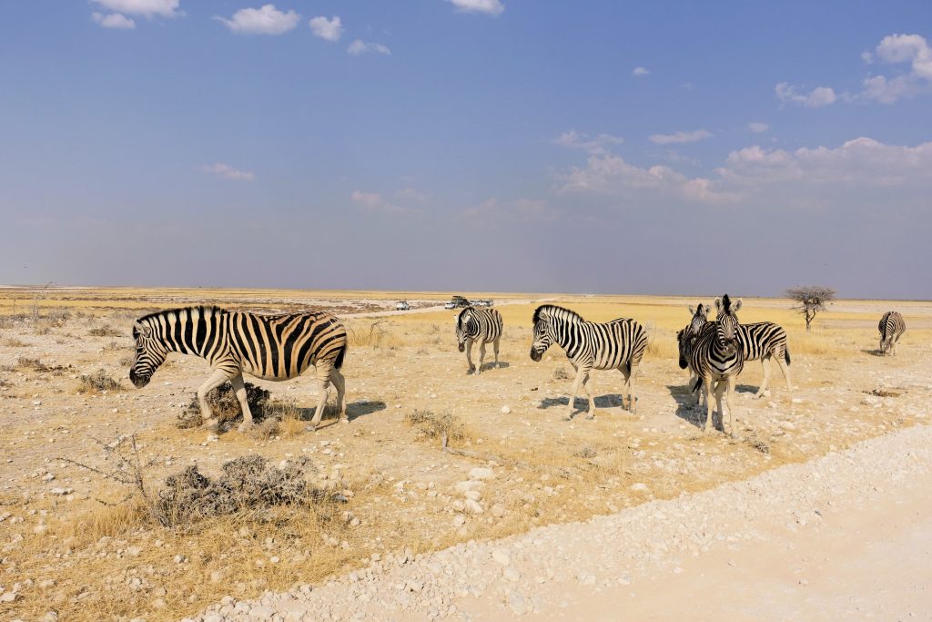 Etosha