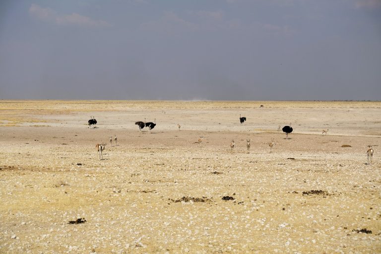 Have also never seen so many ostriches hanging out together before, but they all seem to be good mates here at Etosha, which is great to see!