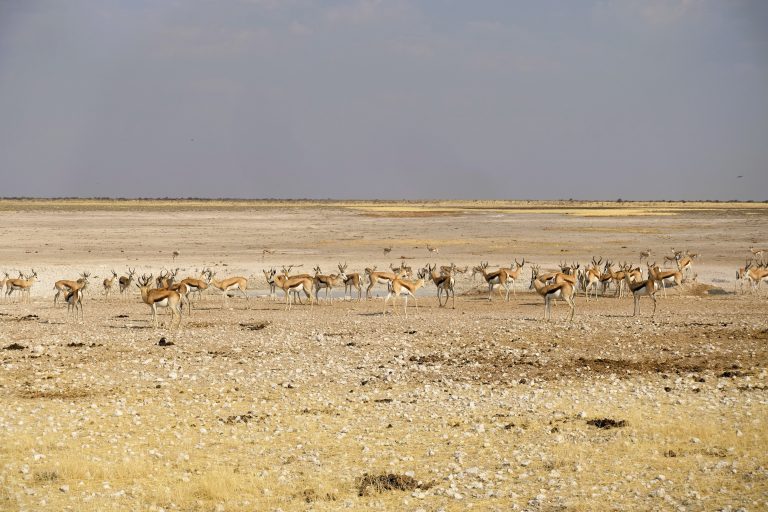 A cluster of impala friends. Probably the worst animal to be born as in the African savannah, alas. I love them all the same.