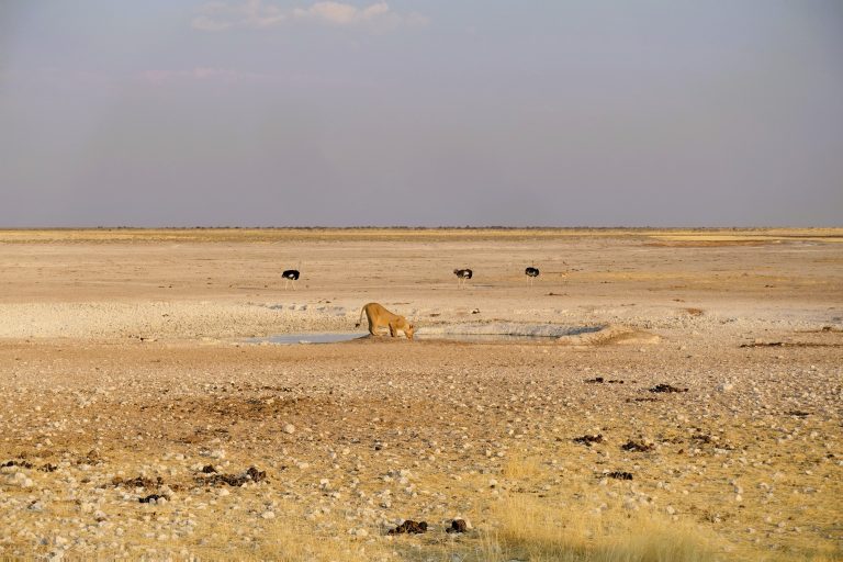 Witnessed a failed lioness hunt (may try and upload the video at some point), and after expending so much energy, one of the lionesses came over to a nearby waterhole to quench her thirst. Amazing how EVERY other animal made haste and left the premises as soon as they saw her coming. The ostriches in the background weren't really at the waterhole anyway, but they were giving her a wide berth nonetheless.

Also amazing how, despite their size and strength and ferocity, lions can be so damn cat-like sometimes, like when they're lapping up water.