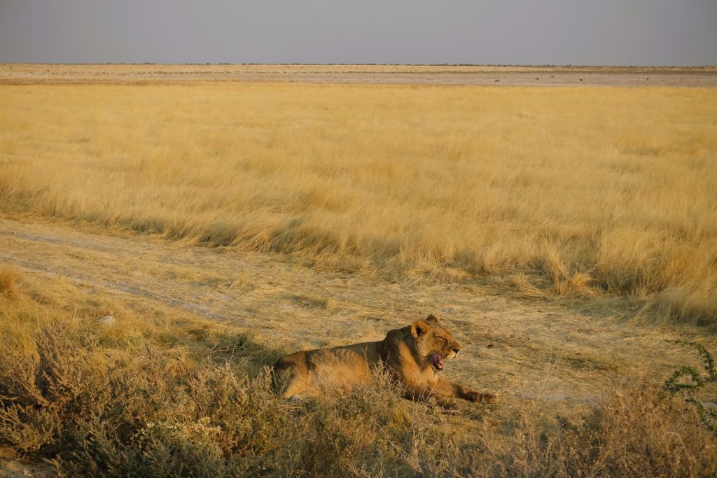 Etosha