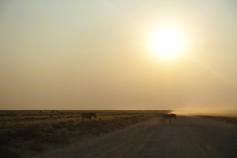This one gives a new meaning to 'zebra crossing', eh!