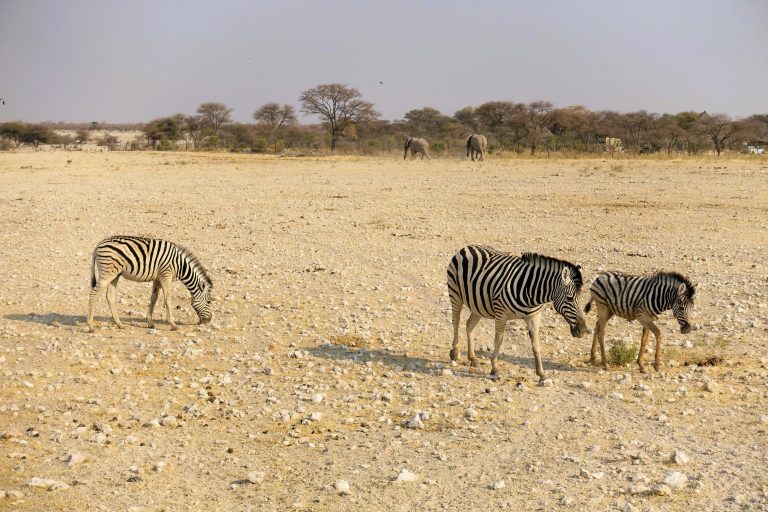 Safari day two began with zebras (inc. a baby!) and elephants first thing in the morning. What makes me sad is that although there are shit tons of zebras about and you see them everywhere, they really don't want anything at all to do with stupid humans, which I totally understand, but... it's the way that they look you in the eye, assess your threat/asshole level, and then swiftly move off in another direction that upsets me. Move away for sure, but to look and judge and dismiss first? That hurts.