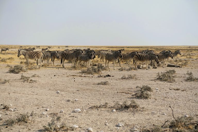 An army of zebras!