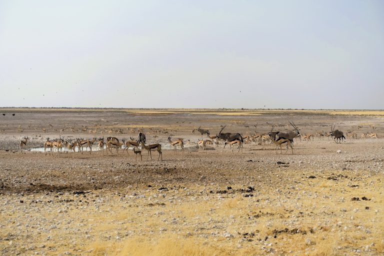 Oryx and springbok friends.