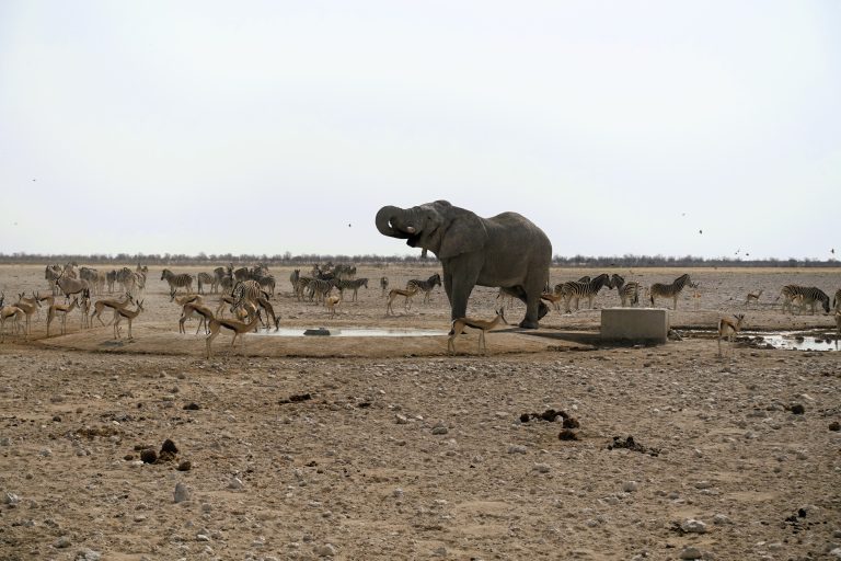 Thirsty, domineering elephant + all three of the species from the prior two pics.