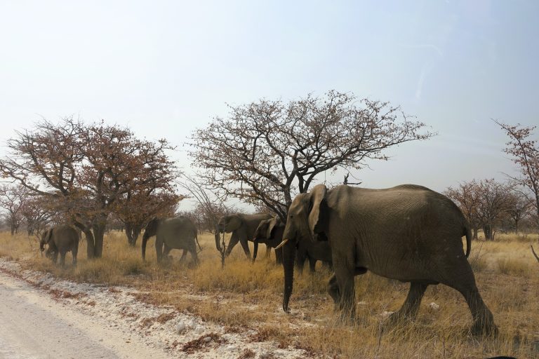 Something pretty cool. An entire herd of elephants walked right past our car as they were heading to a waterhole. Totally did not give a shit about us at all.