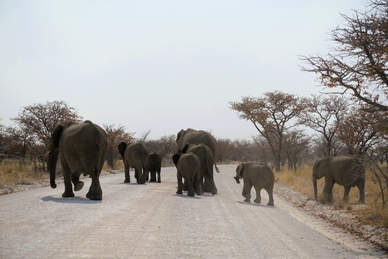 Here they are crossing the road!