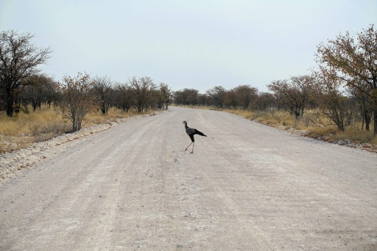 The badass secretary bird. Google them!