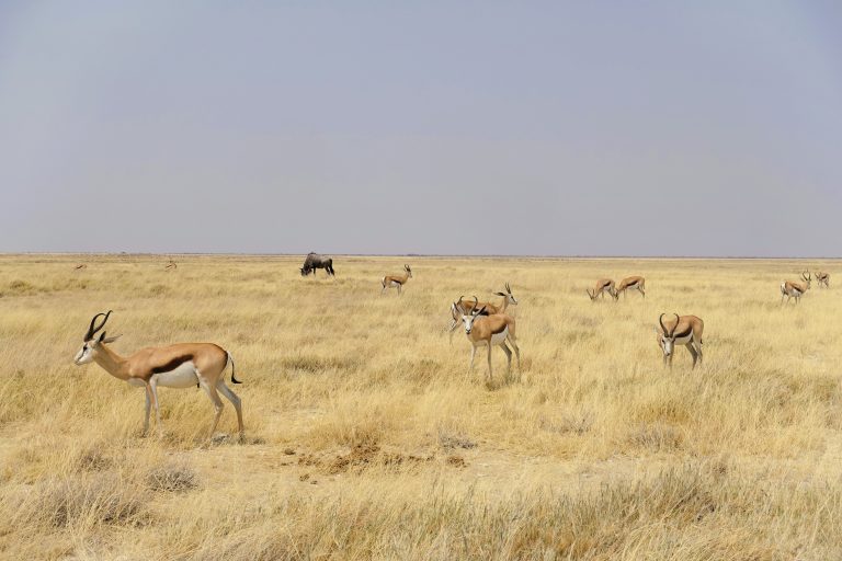 Springbok friends + lone wildebeest grazing in background