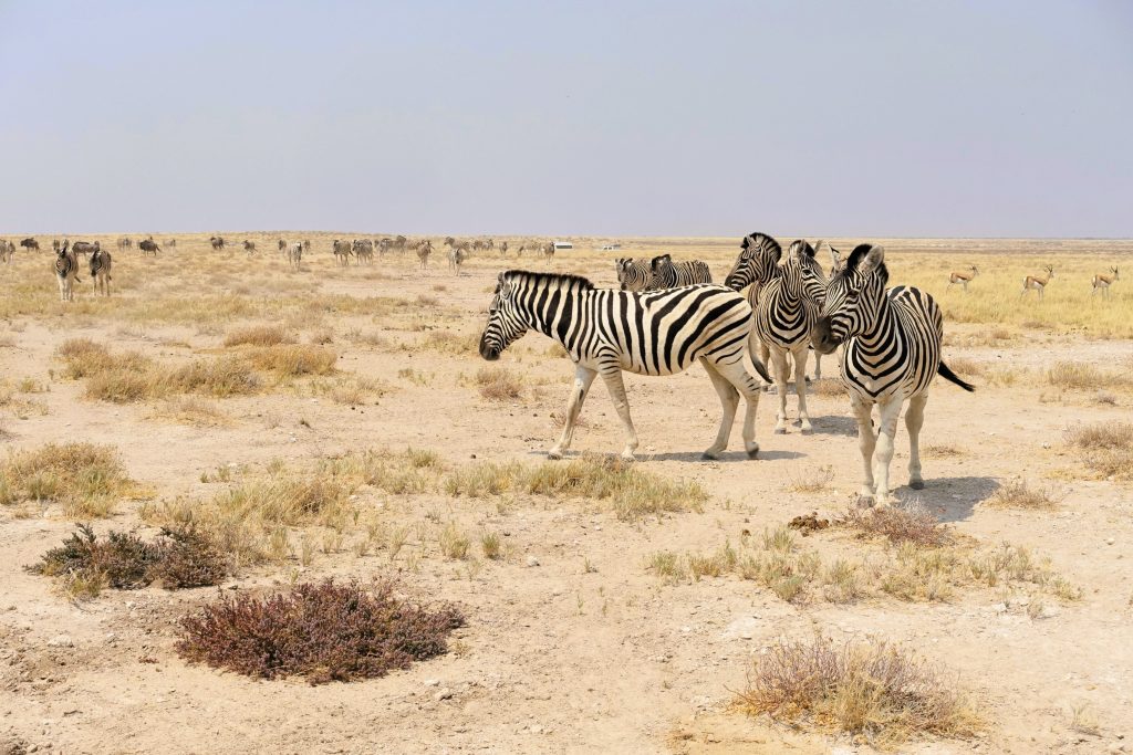 Etosha