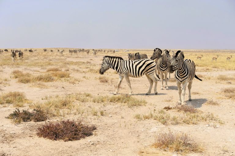 Absolutely adore this shot of these zebras.