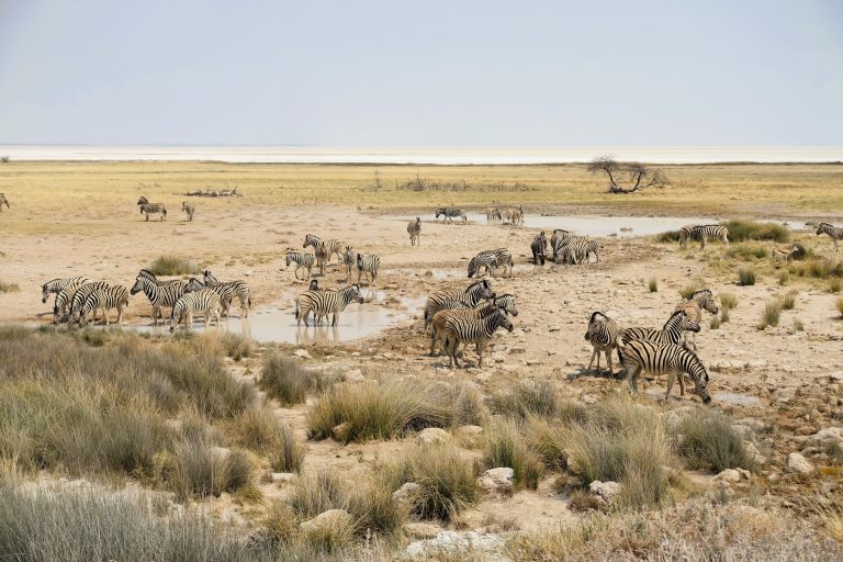 More zebras, this time with the giant Etosha salt pan visible in the background.