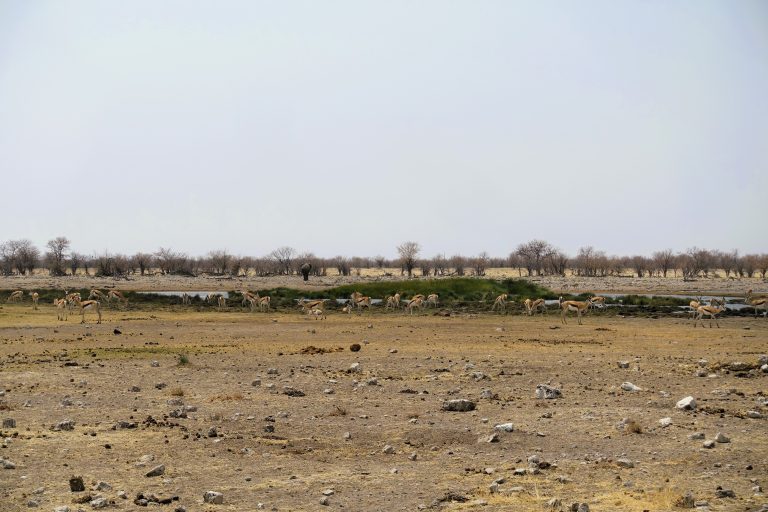Springbok + elephant in the distance