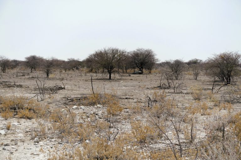 I know it's kinda impossible to see, but this marked only the third time that I'd ever seen a rhino saw I wanted to include this shot for my own memories. He's lying under the tree farthest back, in the centre of the shot, napping in the shade. We drove back this way about an hour later, and he was actually standing up in the very same spot! But as soon as we slowed down, he plonked himself back down again. He was CLEARLY just pretending to nap cos he didn't wanna deal with dumbass humans, and that's fair enough. Looked as incredible as all rhinos always are from the brief glimpse that I got.