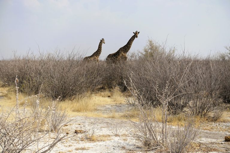 Adorkable giraffes!