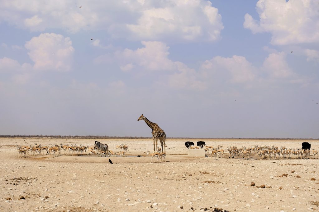 Etosha