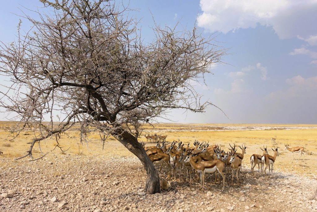 Etosha
