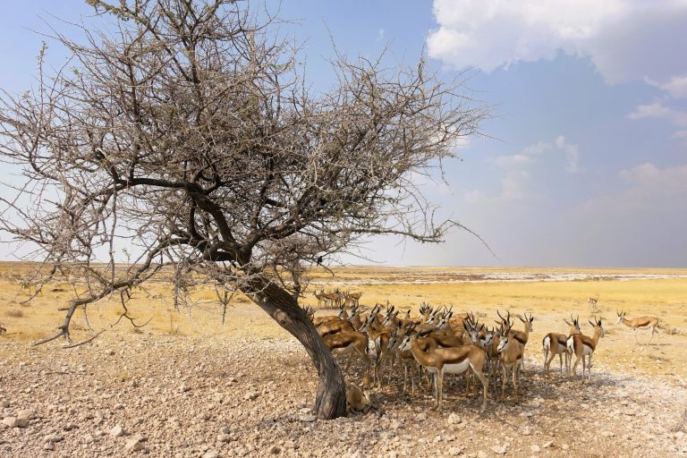 Two things happening here: springbok often congregate under the shade of a big tree during the day.

But there were hundreds of springbok in the vicinity here, and they were ALL doing the same thing. The reason being...