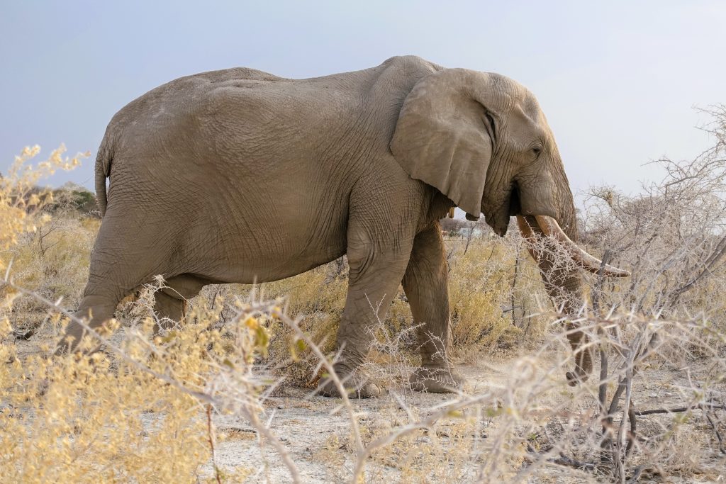 Etosha