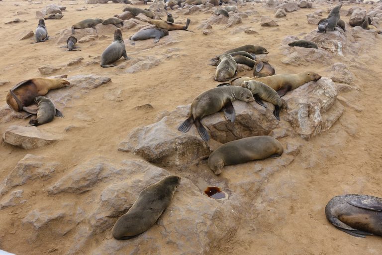 Aren't they gorgeous? Puppies of the ocean.