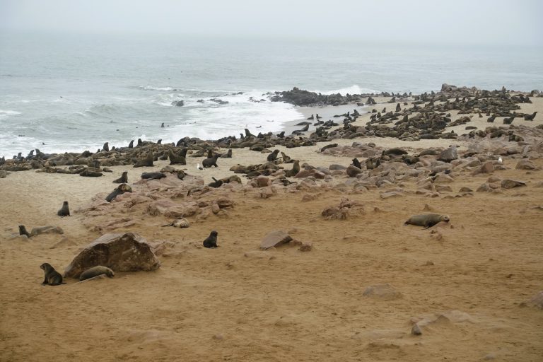 Now, don't get me wrong - I am fully here for seals, much like I am for most mammals (humans, cats, orcas, and pandas excepted).

But the smell here was fucking RANCID. Like, the most noxious, putrescent malodour that I think I've EVER encountered anywhere - 'toilets' in Uzbekistan and Yunnan included. It's this horrific combination of rotting fish and salt and shit that asphyxiates you as soon as you step out the car. I genuinely thought I was going to vomit so many times, and the only way I was able to control myself was by actively trying to shut off my sense of smell, and smothering my nose and mouth with a jacket that I had in my backpack that stank of laundry detergent (it was freshly laundered). I'd walk for 30 seconds or so, and then have to stop and breathe the fabric in order to continue. Went on like this for a good 20 mins.

Good thing seals are really fucking cute cos otherwise I wouldn't have lasted more than a few seconds