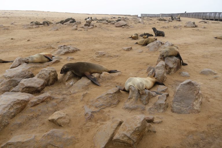 The other thing is, seals make a terrible noise. Sounds like a cross between sheeps screaming and donkeys braying. Kept having to remind myself how awesome it was to be walking in the midst of a seal colony, cos half of my senses were like: NOPE.