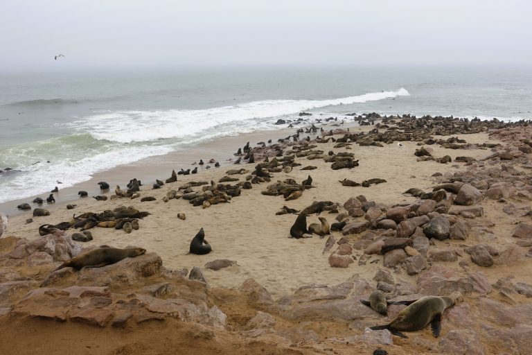 It WAS awesome though. Being able to see so many seals up close just doing their thing was a great privilege. And although they're definitely much more elegant in water than they are on land, it's still super engrossing to watch them
