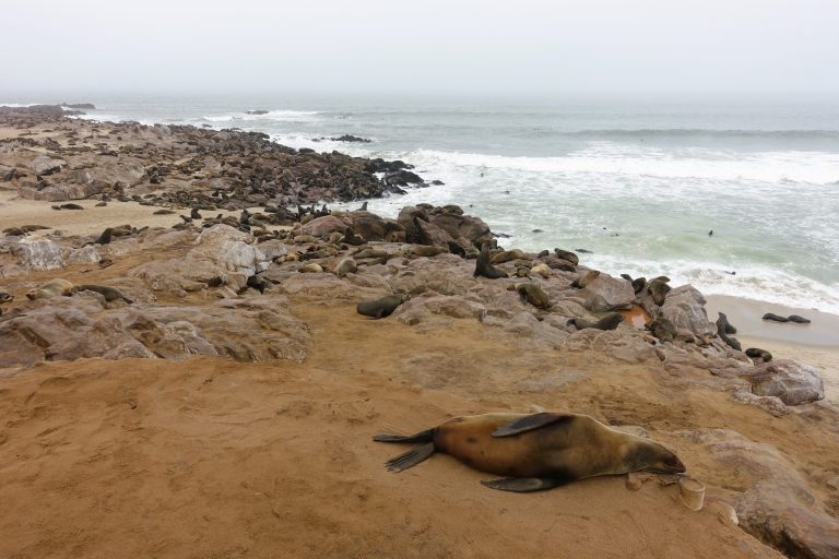 I keep talking about seals, but these guys are actually fur seals who have much more in common with sea lions than they do actual seals (notice the ears, for a start). Some of them are actually culled in this colony, which is not something that I was thrilled to hear, but apparently it has something to do with maintaining fish stocks. Who knows.