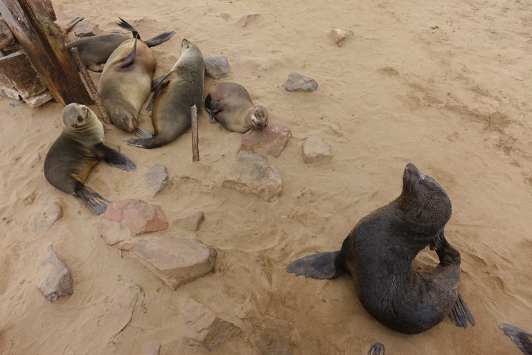 One does not resist seal pups.